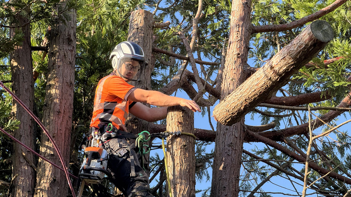 East Devon Tree Surgeons