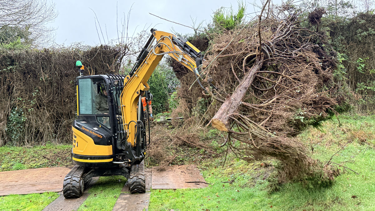 East Devon Tree Surgeons