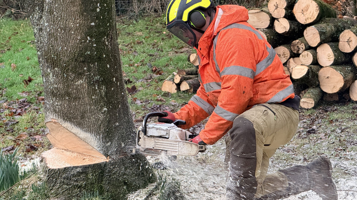 East Devon Tree Surgeons