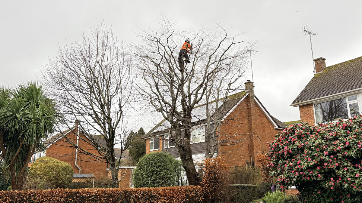 East Devon Tree Surgeons