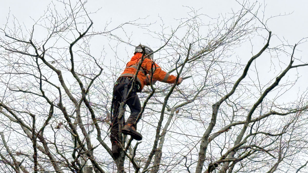 East Devon Tree Surgeons