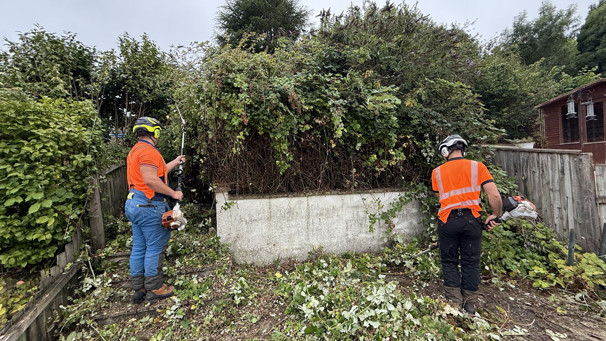 Tree Surgeon East Devon