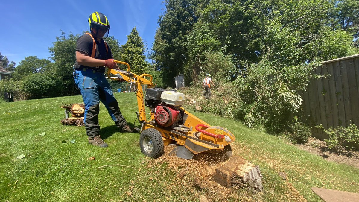 Tree Surgeon Sidmouth
